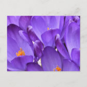 Carte Postale Spring Crocus Photography (Devant)