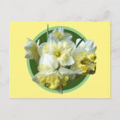 Carte Postale Spring Daffodils White Yellow Narcissus Flowers (Devant)