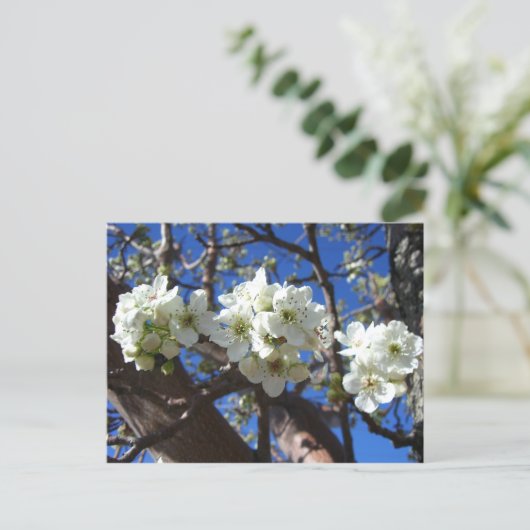 Carte Postale Spring Flowering Pear Tree (Debout devant)