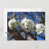Carte Postale Spring Flowering Pear Tree (Devant / Derrière)