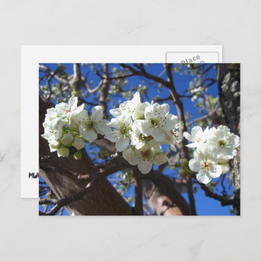 Carte Postale Spring Flowering Pear Tree (Devant / Derrière)