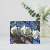 Carte Postale Spring Flowering Pear Tree (Debout devant)