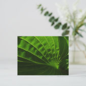 Carte Postale Spring Green Hosta Leaf (Debout devant)