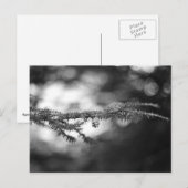 Carte postale Spring Hope Pinecone (Devant / Derrière)