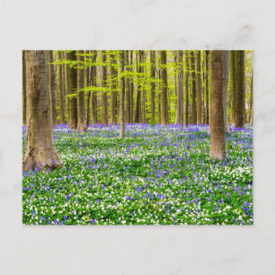 Carte Postale Spring in the Blue Forest