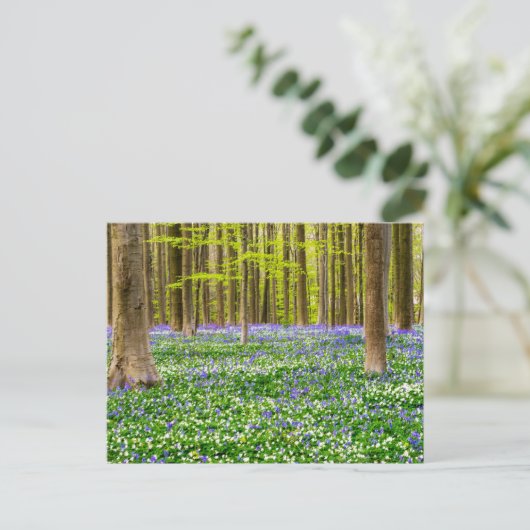 Carte Postale Spring in the Blue Forest (Debout devant)