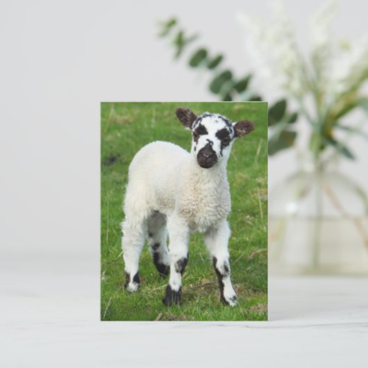 Carte Postale Spring lamb (Debout devant)