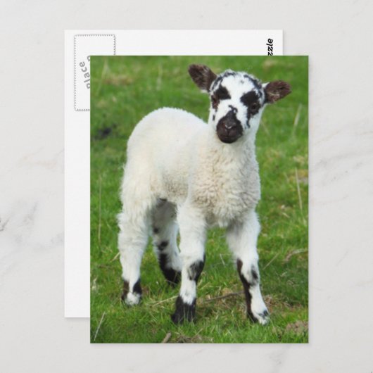 Carte Postale Spring lamb (Devant / Derrière)