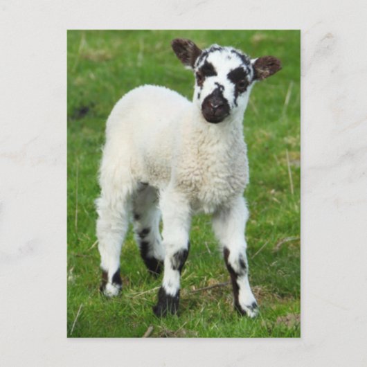Carte Postale Spring lamb (Devant)