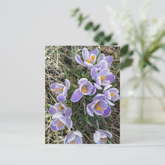 Carte postale Spring Pickwick Dutch Crocus Flowers (Debout devant)