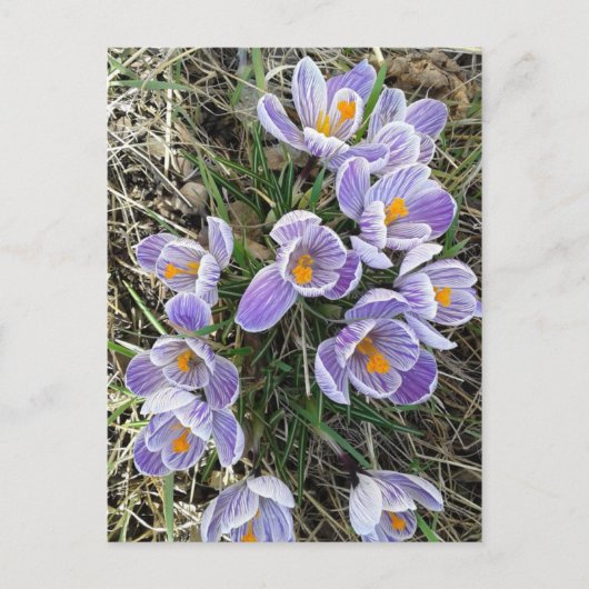 Carte postale Spring Pickwick Dutch Crocus Flowers (Devant)