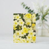 Carte postale Spring Primroses (Debout devant)