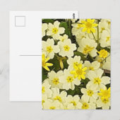 Carte postale Spring Primroses (Devant / Derrière)