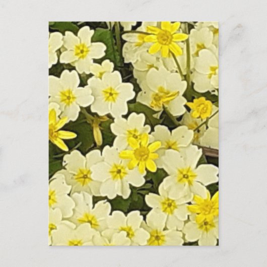 Carte postale Spring Primroses (Devant)