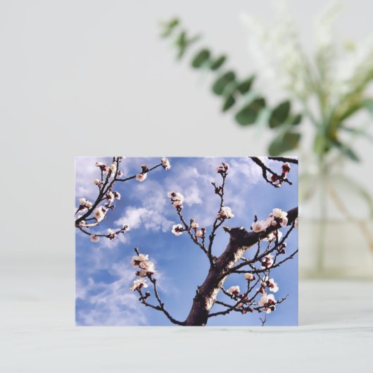 Carte postale Spring Sky Blossom (Debout devant)