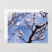 Carte postale Spring Sky Blossom (Devant / Derrière)