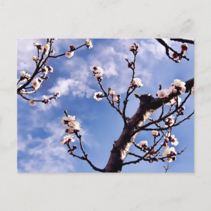 Carte postale Spring Sky Blossom