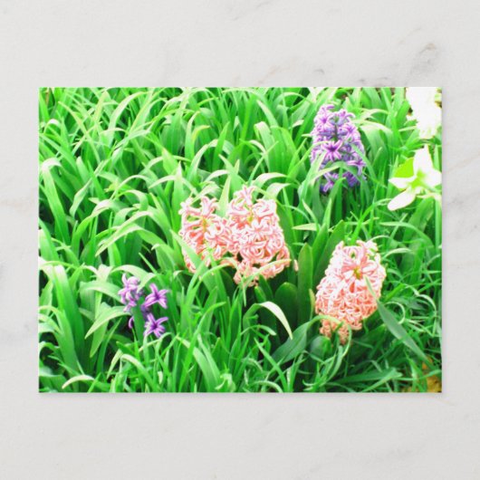 Carte postale Spring Time 1 (Devant)