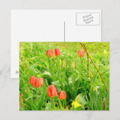 Carte postale Spring Time 3 (Devant / Derrière)