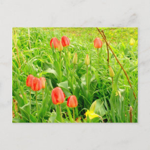 Carte postale Spring Time 3