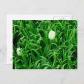 Carte postale Spring Time 4 (Devant / Derrière)