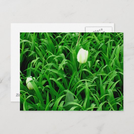 Carte postale Spring Time 4 (Devant / Derrière)