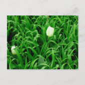 Carte postale Spring Time 4 (Devant)