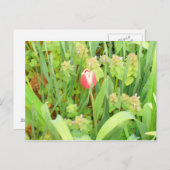 Carte postale Spring Time 6 (Devant / Derrière)