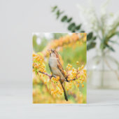 Carte Postale Spring time Sparrow (Debout devant)
