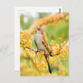 Carte Postale Spring time Sparrow (Devant / Derrière)