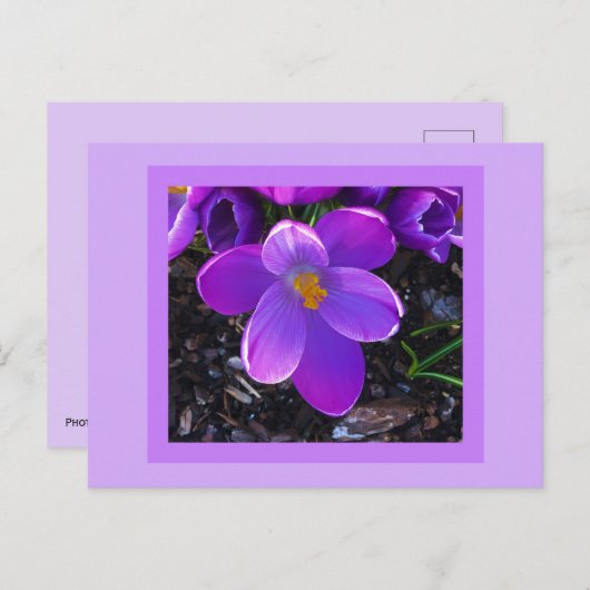 Carte Postale Spring Tulip Postcard (Devant / Derrière)