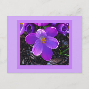 Carte Postale Spring Tulip Postcard