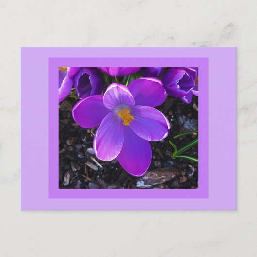 Carte Postale Spring Tulip Postcard (Devant)