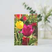 Carte Postale Spring tulips, Oregon (Debout devant)