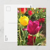 Carte Postale Spring tulips, Oregon (Devant / Derrière)