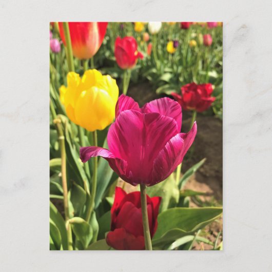 Carte Postale Spring tulips, Oregon (Devant)