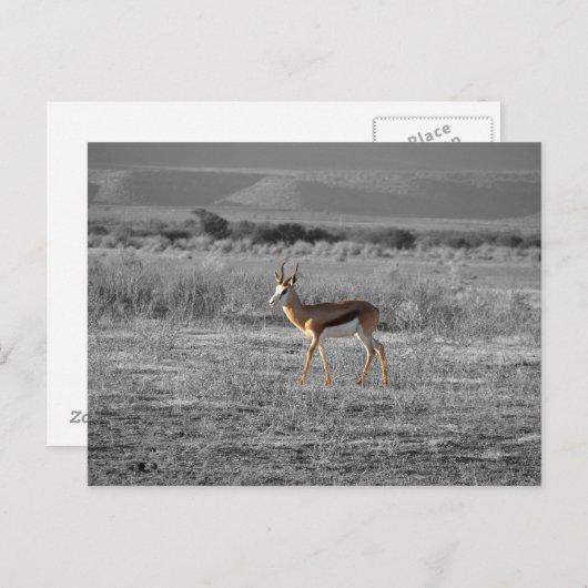 Carte postale Springbock (Devant / Derrière)