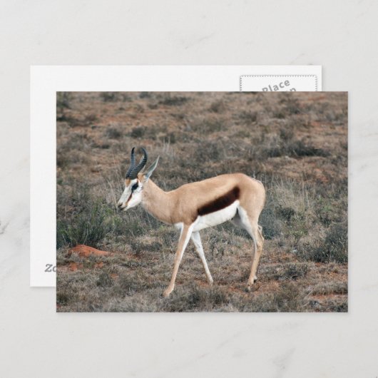 Carte Postale Springbok (Devant / Derrière)