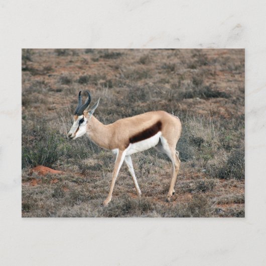 Carte Postale Springbok (Devant)