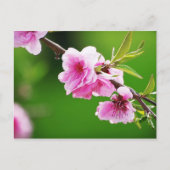 Carte Postale SpringCherries IV (Devant)