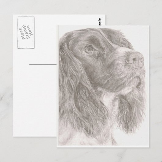 Carte Postale Springer Spaniel (Devant / Derrière)