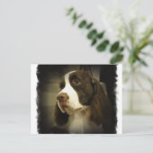 Carte postale Springer Spaniel (Debout devant)