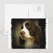 Carte postale Springer Spaniel (Devant / Derrière)