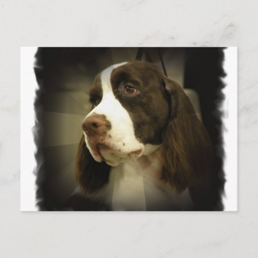 Carte postale Springer Spaniel (Devant)