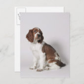 Carte Postale Springer spaniel (Devant / Derrière)