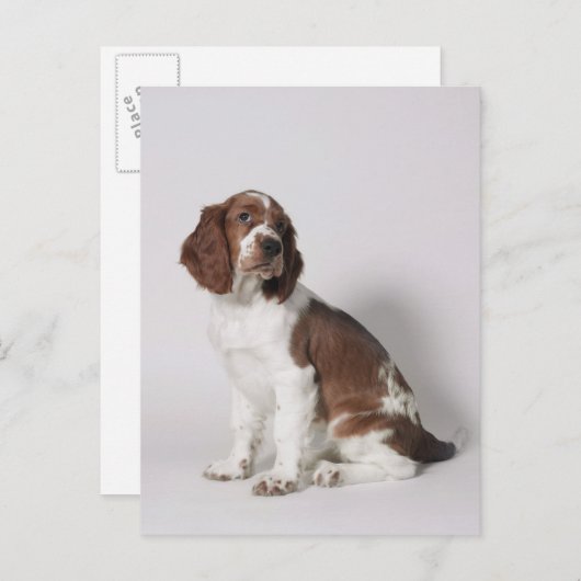 Carte Postale Springer spaniel (Devant / Derrière)