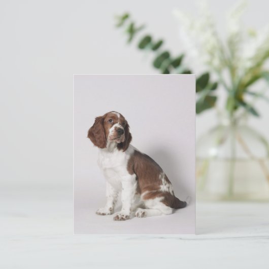 Carte Postale Springer spaniel (Debout devant)