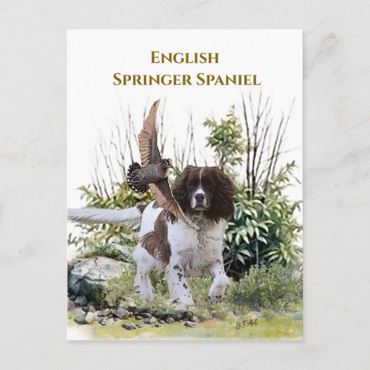 Carte Postale Springer Spaniel anglais (Devant)