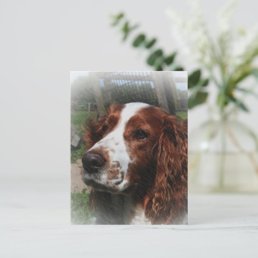Carte Postale Springer Spaniel Chien Art (Debout devant)