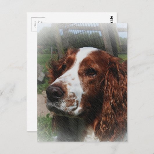 Carte Postale Springer Spaniel Chien Art (Devant / Derrière)